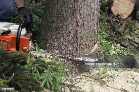 Leaf Removal in Newport, DE