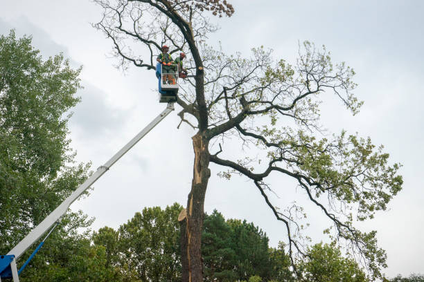 Seasonal Cleanup (Spring/Fall) in Newport, DE