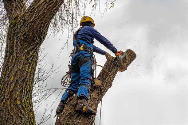 Best Seasonal Cleanup (Spring/Fall)  in Newport, DE