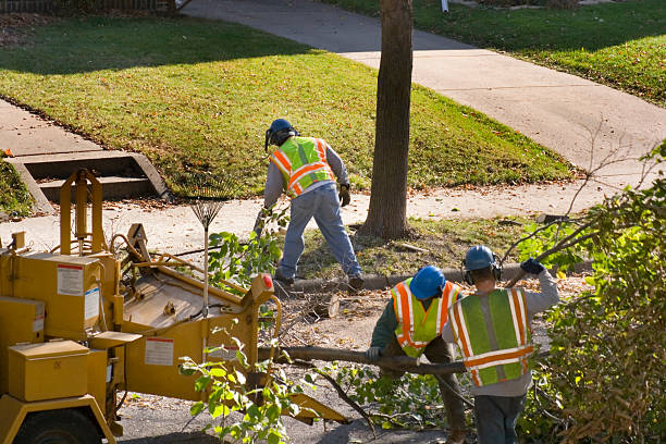 Why Choose Our Tree Removal Services in Newport, DE?