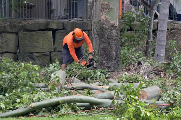 Reliable Newport, DE  Tree Services Solutions